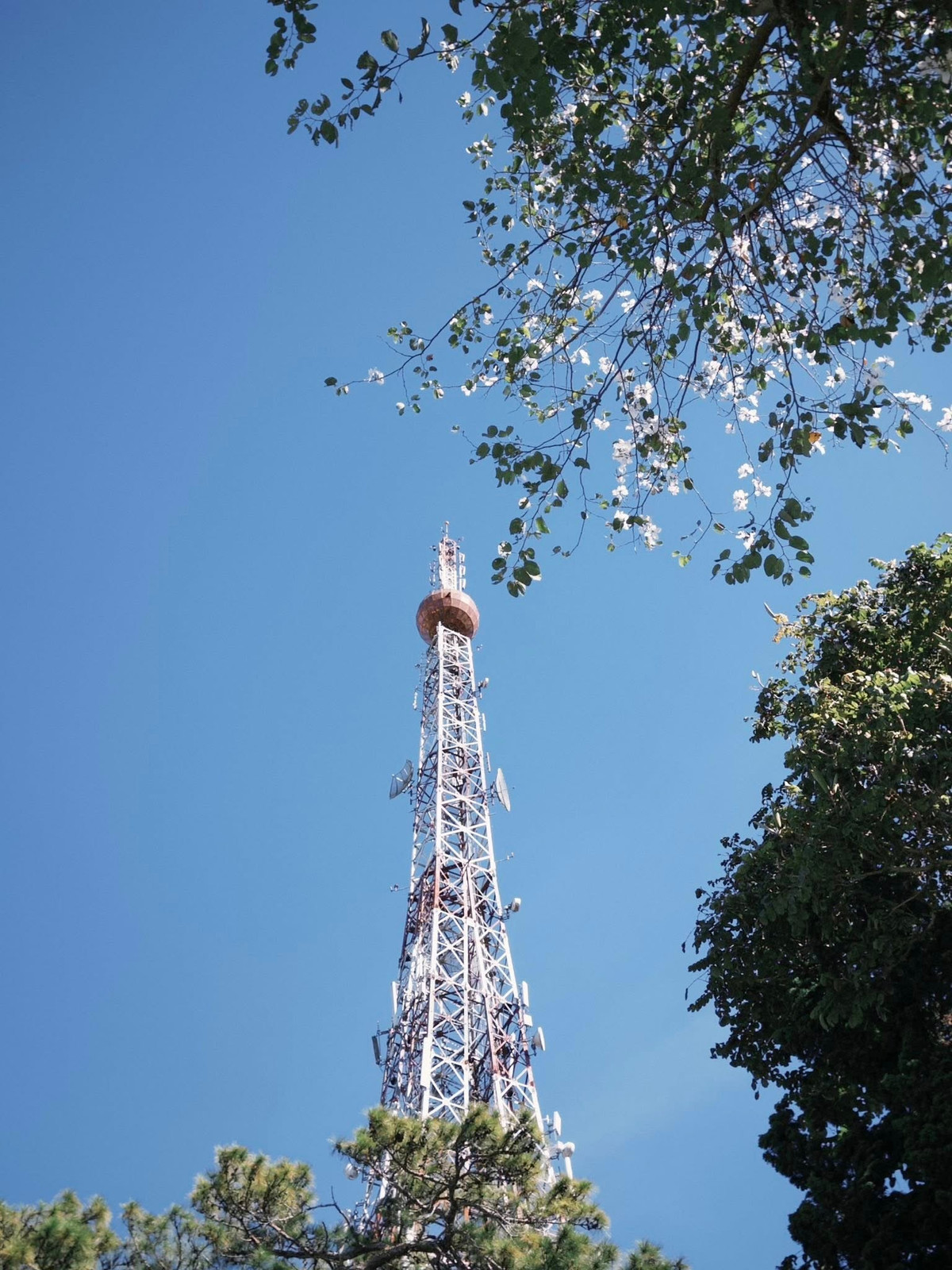 Không rực rỡ như mai anh đào, cũng không phủ kín sườn đồi như dã quỳ, hoa ban trắng xuất hiện ở Đà Lạt theo cách rất riêng. Chỉ cần một buổi sáng dạo bước qua vài con đường trung tâm, du khách có thể bắt gặp những chùm hoa trắng muốt rung rinh trong nắng, đủ khiến nhịp sống phố núi trở nên chậm lại. Ảnh Phan Trần