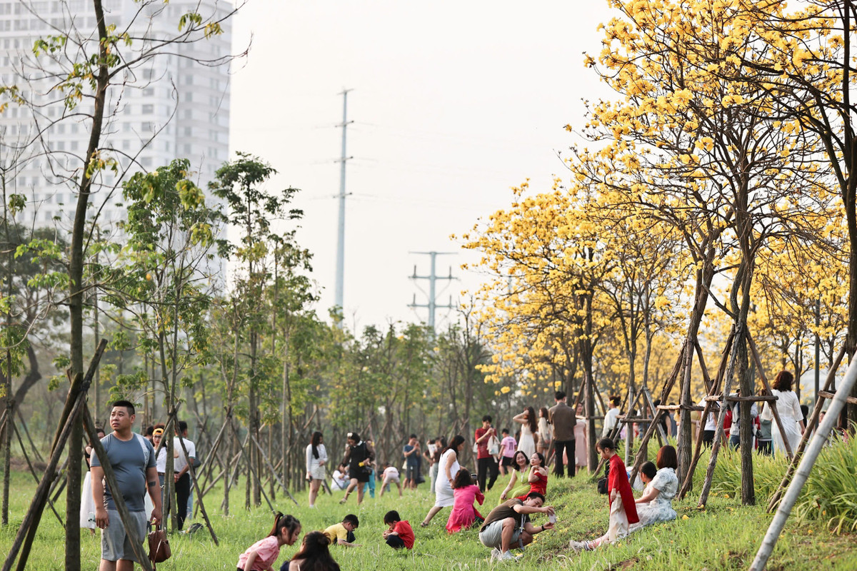 Những khung hình với nền phong linh vàng rực nhanh chóng trở thành trào lưu được chia sẻ trên mạng xã hội những ngày qua.