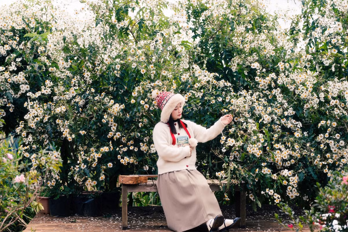 Ngoài thú vui chụp hình, dã quỳ trắng còn mang đến trải nghiệm thư giãn. Khi ngắm những bông hoa nở khẽ trong gió se lạnh, du khách có thể cảm nhận rõ nét nhịp sống chậm rãi của Đà Lạt, nơi từng khoảnh khắc đều mang hơi thở của thiên nhiên. Ảnh Bánh gạo