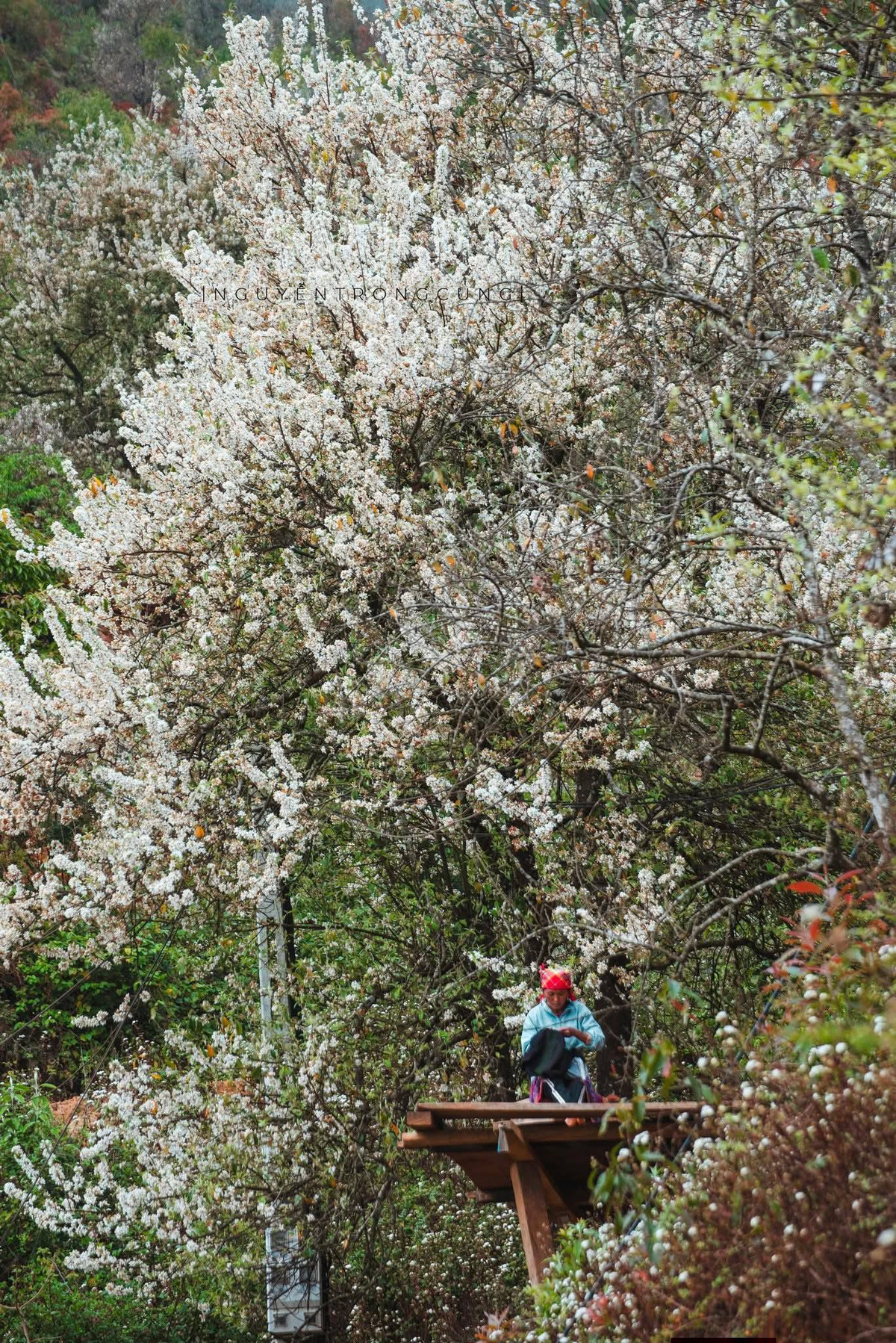 Không náo nhiệt như các điểm du lịch nổi tiếng, Nậm Nghiệp hấp dẫn bởi sự nguyên sơ hiếm gặp. Ở đó có sắc trắng sơn tra dịu dàng, có mái nhà gỗ lặng im giữa núi, có con đường đất quanh co và những buổi chiều bảng lảng khói bếp. Ảnh: Nguyễn Trọng Cung