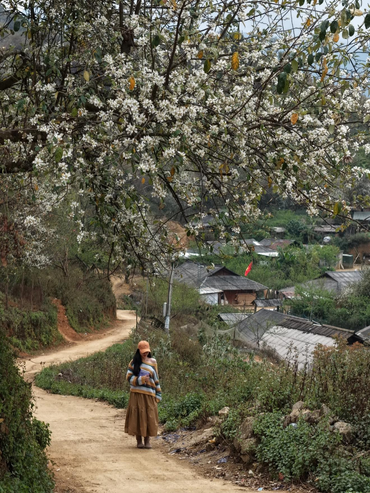 Ngọc Chiến cũng được xác lập kỷ lục là vùng có diện tích hoa sơn tra lớn nhất Việt Nam, với nhiều cây cổ thụ tuổi đời từ 300 – 500 năm, tạo nên quần thể sinh thái độc đáo hiếm nơi nào có được. Ảnh: Vananh Nguyen