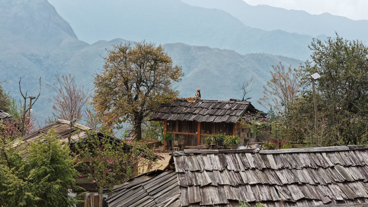Với đồng bào Mông, sơn tra không chỉ là loài hoa đẹp mà còn là cây sinh kế. Từ bao đời nay, loài cây này được trồng trên các triền núi cao để phủ xanh đất trống, giữ đất và cải thiện đời sống. Ảnh: Vananh Nguyen