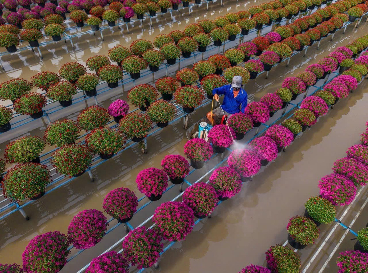 Từ những giống hoa truyền thống, Sa Đéc đã phát triển hàng trăm loài hoa và cây kiểng khác nhau, phục vụ thị trường trong nước và xuất khẩu. Vào vụ cuối năm, làng hoa rực rỡ với cúc mâm xôi, vạn thọ, cát tường, xác pháo… sẵn sàng cung ứng cho thị trường Tết khắp cả nước. Ảnh NAG Ngkhanh Vukhoa