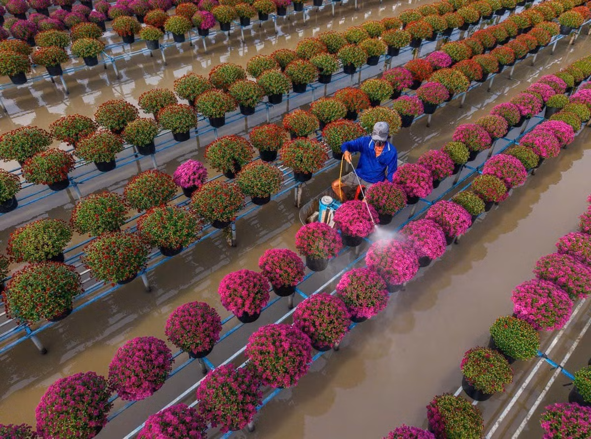 Từ những giống hoa truyền thống, Sa Đéc đã phát triển hàng trăm loài hoa và cây kiểng khác nhau, phục vụ thị trường trong nước và xuất khẩu. Vào vụ cuối năm, làng hoa rực rỡ với cúc mâm xôi, vạn thọ, cát tường, xác pháo… sẵn sàng cung ứng cho thị trường Tết khắp cả nước. Ảnh NAG Ngkhanh Vukhoa