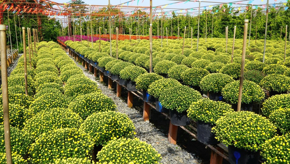 Việc nghề trồng hoa Sa Đéc được công nhận di sản văn hóa phi vật thể quốc gia không chỉ là niềm tự hào của người dân Đồng Tháp, mà còn mở ra cơ hội để làng hoa trăm năm tuổi tiếp tục “nở hoa” trên bản đồ du lịch Việt Nam theo hướng bền vững và giàu bản sắc. Ảnh TTXVN