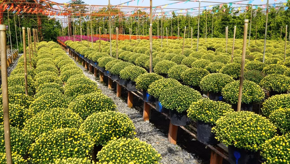 Việc nghề trồng hoa Sa Đéc được công nhận di sản văn hóa phi vật thể quốc gia không chỉ là niềm tự hào của người dân Đồng Tháp, mà còn mở ra cơ hội để làng hoa trăm năm tuổi tiếp tục “nở hoa” trên bản đồ du lịch Việt Nam theo hướng bền vững và giàu bản sắc. Ảnh TTXVN