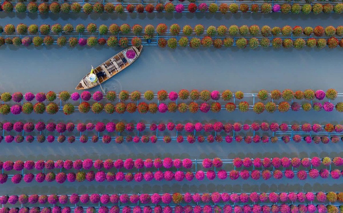 Những năm gần đây, làng hoa Sa Đéc đã trở thành điểm đến hấp dẫn của du khách, đặc biệt vào mùa giáp Tết. Du khách có thể dạo bước trên những lối đi giữa biển hoa, trải nghiệm chèo xuồng len lỏi giữa các giàn hoa treo cao, tìm hiểu quy trình trồng hoa và chụp ảnh check-in giữa không gian rực rỡ sắc màu. Ảnh Fanpage Làng hoa Sa Đéc