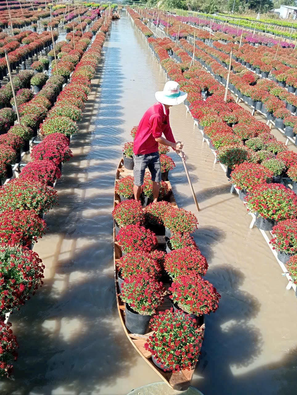 Khác với những di sản “tĩnh”, nghề trồng hoa Sa Đéc được xem là di sản sống, tồn tại và phát triển ngay trong sinh hoạt thường ngày của cộng đồng. Tri thức dân gian thể hiện qua cách chọn giống, xử lý đất, điều tiết nước theo con nước sông Tiền, hay bí quyết để hoa nở đúng dịp Tết – tất cả đều được truyền dạy từ đời này sang đời khác. Ảnh Fanpage Làng hoa Sa Đéc