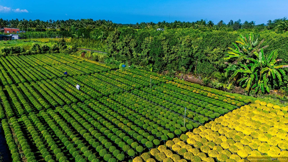 Ngày 26/12, Bộ Văn hóa, Thể thao và Du lịch công nhận nghề trồng hoa kiểng Sa Đéc, phường Sa Đéc, tỉnh Đồng Tháp là di sản văn hóa phi vật thể quốc gia, thuộc loại hình tri thức dân gian. Đây là dấu mốc quan trọng đối với một làng nghề đã gắn bó bền bỉ với vùng đất ven sông Tiền suốt gần 300 năm. Ảnh NAG Ngkhanh Vukhoa