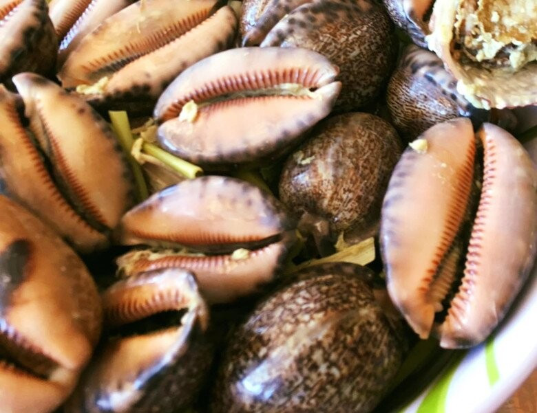 Điểm hấp dẫn nhất của ốc trinh nữ nằm ở chất thịt giòn dai, vị ngọt thanh, không tanh và có mùi thơm tự nhiên khi chế biến. Ốc thường được luộc, nướng hoặc hấp đơn giản để giữ trọn hương vị nguyên bản. Ảnh minh họa