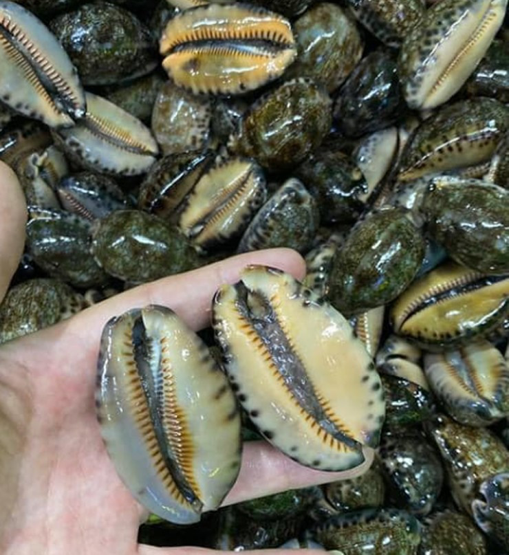 Ốc trinh nữ gây ấn tượng ngay từ cái nhìn đầu tiên với vỏ hình bầu dục, bề mặt trên phủ những hoa văn sáng bóng tự nhiên. Mặt dưới vỏ có đường rãnh dài dạng răng cưa, đây cũng là đặc điểm giúp phân biệt loài ốc này với nhiều loại ốc biển khác. Ảnh minh họa