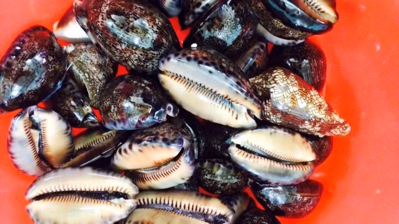 Không cầu kỳ trong cách chế biến, nhưng chính sự mộc mạc ấy lại giúp ốc trinh nữ trở thành món ăn “gây nghiện” với nhiều thực khách lần đầu thưởng thức. Ảnh minh họa