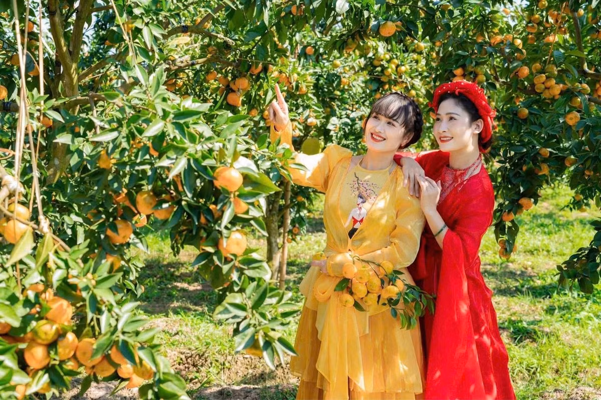 Không chỉ được chụp hình giữa những giàn cam sai trĩu, du khách còn được nghe nông dân chia sẻ cách chăm sóc từng giống quả, từ cam Vinh, cam đường Canh đến bưởi đỏ Lục Ngạn nổi tiếng. Một số vườn còn bố trí khu hái quả trải nghiệm, để du khách tự tay chọn quả, cắt những trái cam vàng óng còn đọng sương, mang về làm quà cho gia đình. Ảnh Bắc Ninh City