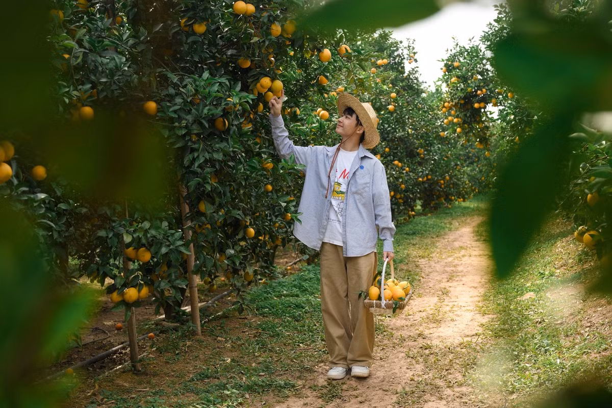 Những ngày đầu đông, ánh nắng nhẹ trải xuống các triền đồi thuộc Chũ, Nam Dương, Phượng Sơn… khiến vùng miệt vườn Lục Ngạn như bừng sáng. Ảnh Lăng Văn Toán