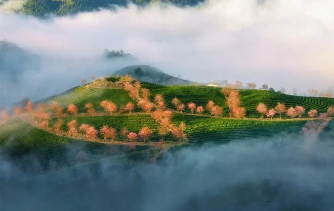 Hành trình có thể bắt đầu từ đồi chè ô long Sa Pa, nơi những triền đồi xanh mướt trải dài bất tận. Bình minh ở đây không chỉ đem đến ánh sáng dịu dàng chiếu lên thung lũng, mà còn hòa cùng sắc hồng của mai anh đào nở rộ từ tháng 12 đến đầu tháng 1, tạo nên một khung cảnh lãng mạn và nên thơ. Ảnh Huy Lê