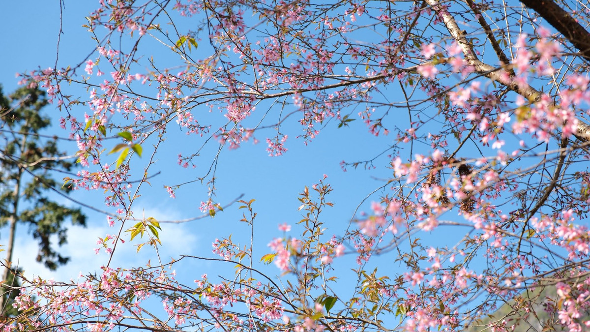 Với sự kết hợp giữa kiến trúc cổ kính, giá trị lịch sử và sắc hoa anh đào ngắn ngủi nhưng rực rỡ, dinh thự họ Vương trở thành điểm đến lý tưởng cho những ai yêu thích du lịch trải nghiệm, và muốn lưu giữ những khoảnh khắc đáng nhớ tại Tuyên Quang. Ảnh Hoàng Diệu Dế