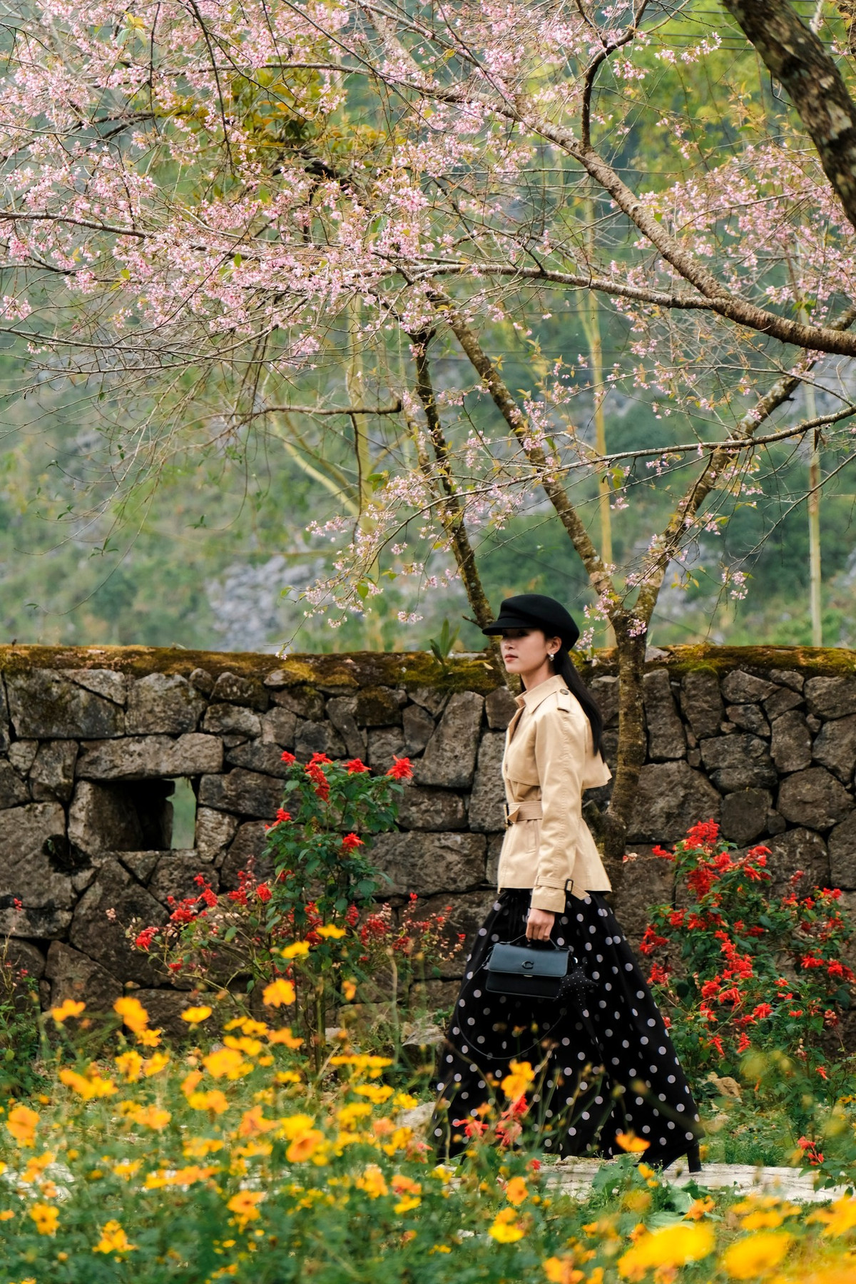 Được biết, mai anh đào là loại cây thân gỗ, chỉ mọc và nở hoa ở độ cao trên 1000m, trời càng lạnh hoa nở càng đẹp. Mai anh đào có năm cánh hồng phớt, kết thành từng chùm dày trên những cành cây cao, tán rộng. Trên một cây, sắc hoa có thể đậm nhạt khác nhau. Ảnh Fanpage Ba đứa mình