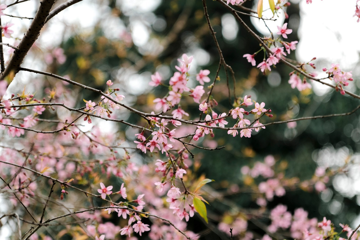 Một số lưu ý cho du khách khi ghé thăm: nên đến sớm vào buổi sáng để tránh đông người và có ánh sáng đẹp; xin phép nhẹ nhàng nếu muốn chụp gần cổng hoặc các khu vực riêng tư; đồng thời, bảo vệ cảnh quan và không hái hoa để giữ nguyên vẻ đẹp tự nhiên cho những người đến sau. Ảnh Fanpage Ba đứa mình