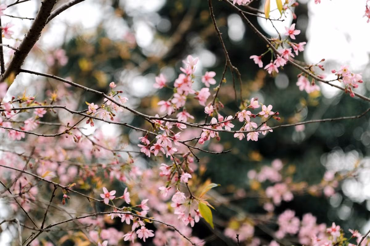Một số lưu ý cho du khách khi ghé thăm: nên đến sớm vào buổi sáng để tránh đông người và có ánh sáng đẹp; xin phép nhẹ nhàng nếu muốn chụp gần cổng hoặc các khu vực riêng tư; đồng thời, bảo vệ cảnh quan và không hái hoa để giữ nguyên vẻ đẹp tự nhiên cho những người đến sau. Ảnh Fanpage Ba đứa mình