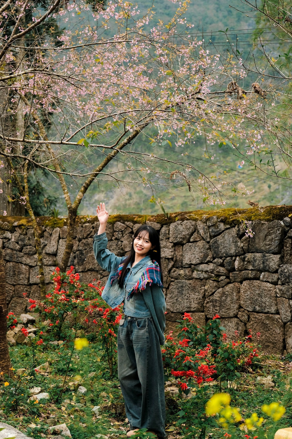 Khi tiết trời se lạnh, trước cổng dinh thự, những cây anh đào khoe sắc hồng rực rỡ, tạo nên khung cảnh thơ mộng và quyến rũ. Ảnh Fanpapge Ba đứa mình