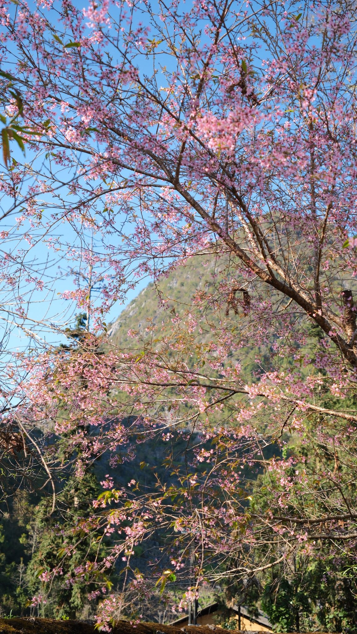 Sắc hoa nổi bật giữa nền cổ kính của dinh thự khiến nơi đây trở thành điểm check-in “hot” cho cả du khách trong và ngoài tỉnh. Tuy nhiên, vẻ đẹp của hoa anh đào lại rất ngắn ngủi, chỉ kéo dài vài tuần trong năm, vì vậy du khách muốn có những bức ảnh đẹp cần canh thời gian thật chính xác. Ảnh Hoàng Diệu Dế