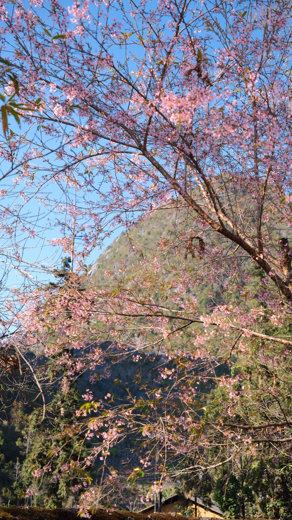 Sắc hoa nổi bật giữa nền cổ kính của dinh thự khiến nơi đây trở thành điểm check-in “hot” cho cả du khách trong và ngoài tỉnh. Tuy nhiên, vẻ đẹp của hoa anh đào lại rất ngắn ngủi, chỉ kéo dài vài tuần trong năm, vì vậy du khách muốn có những bức ảnh đẹp cần canh thời gian thật chính xác. Ảnh Hoàng Diệu Dế