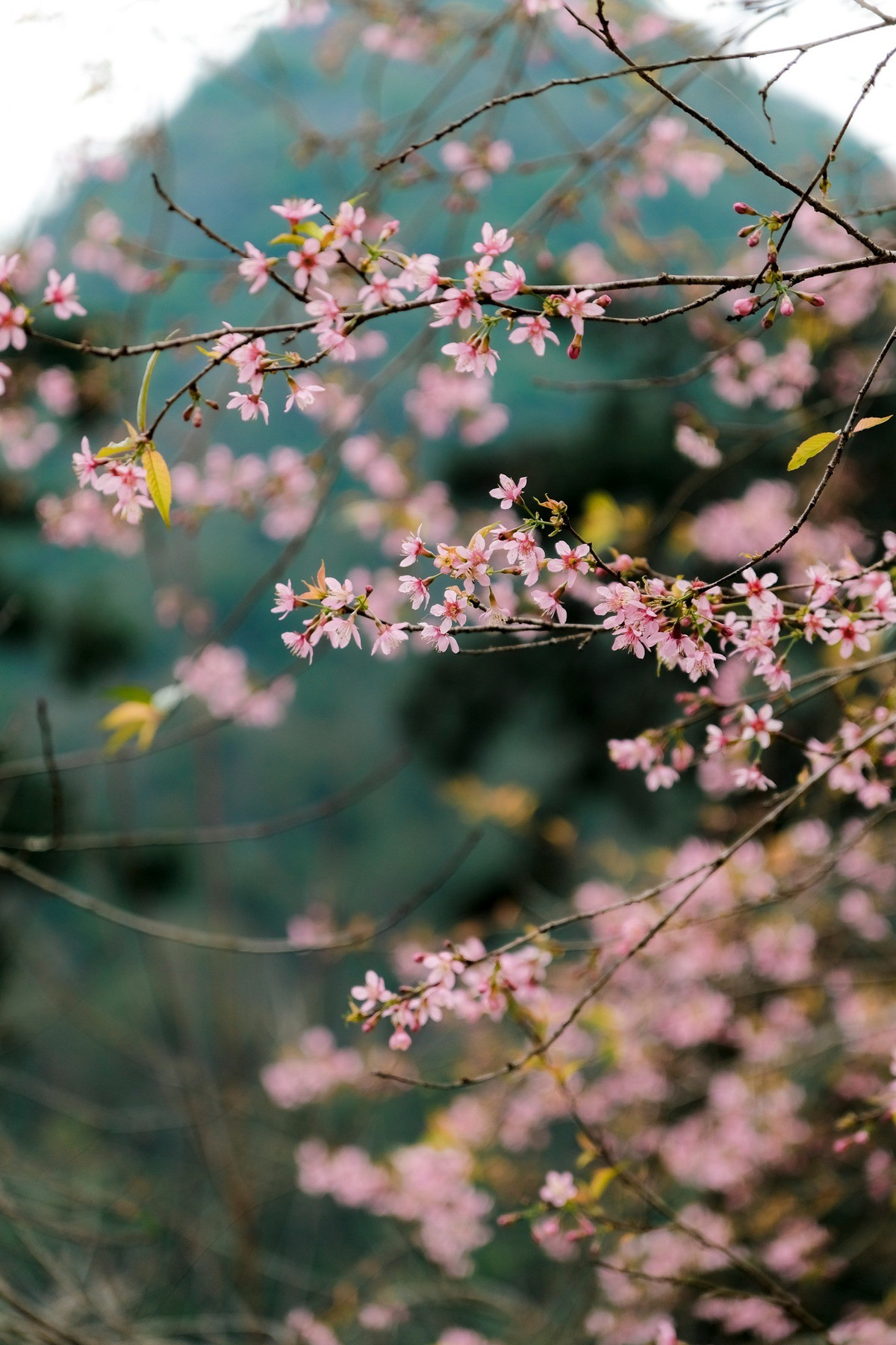 Du khách có thể kết hợp tham quan kiến trúc cổ của dinh thự, tìm hiểu câu chuyện về dòng họ Vương, và ghi lại những khoảnh khắc đẹp của mùa xuân Tuyên Quang. Ảnh Fanpage Ba đứa mình