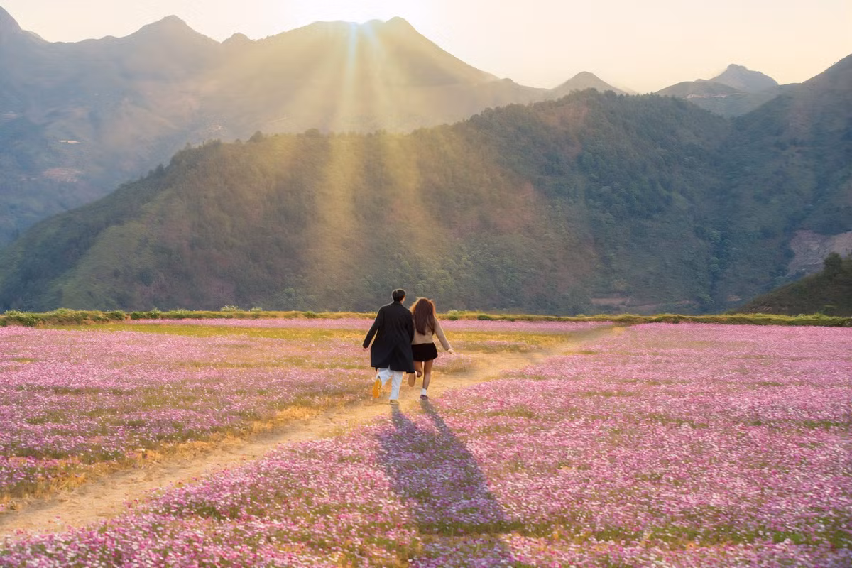 Không khó để bắt gặp hình ảnh các cặp đôi tay trong tay dạo bước giữa đồi hoa, lưu lại những khoảnh khắc ngọt ngào giữa thiên nhiên.