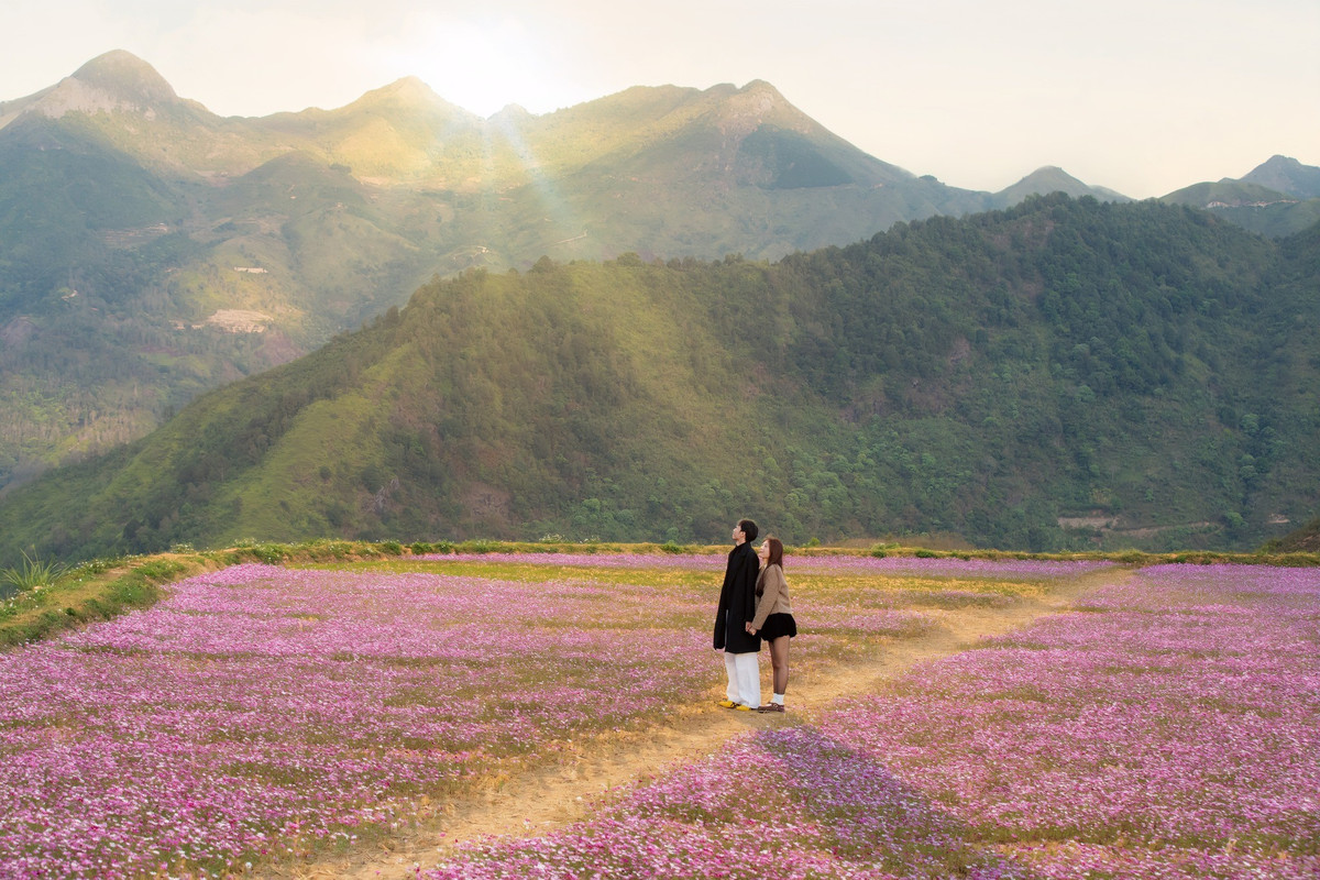 Nằm giữa không gian núi non hùng vĩ, đồi hoa cánh bướm ở Tà Xùa trải dài trên những triền đất thoai thoải, nơi các lối mòn uốn lượn chia cánh đồng hoa thành nhiều mảng màu tím hồng đan xen. Khi ánh nắng chiều buông xuống, từng tia nắng xuyên qua sườn núi, phủ lên thảm hoa một lớp ánh vàng dịu, tạo nên khung cảnh vừa nên thơ vừa hùng vĩ.