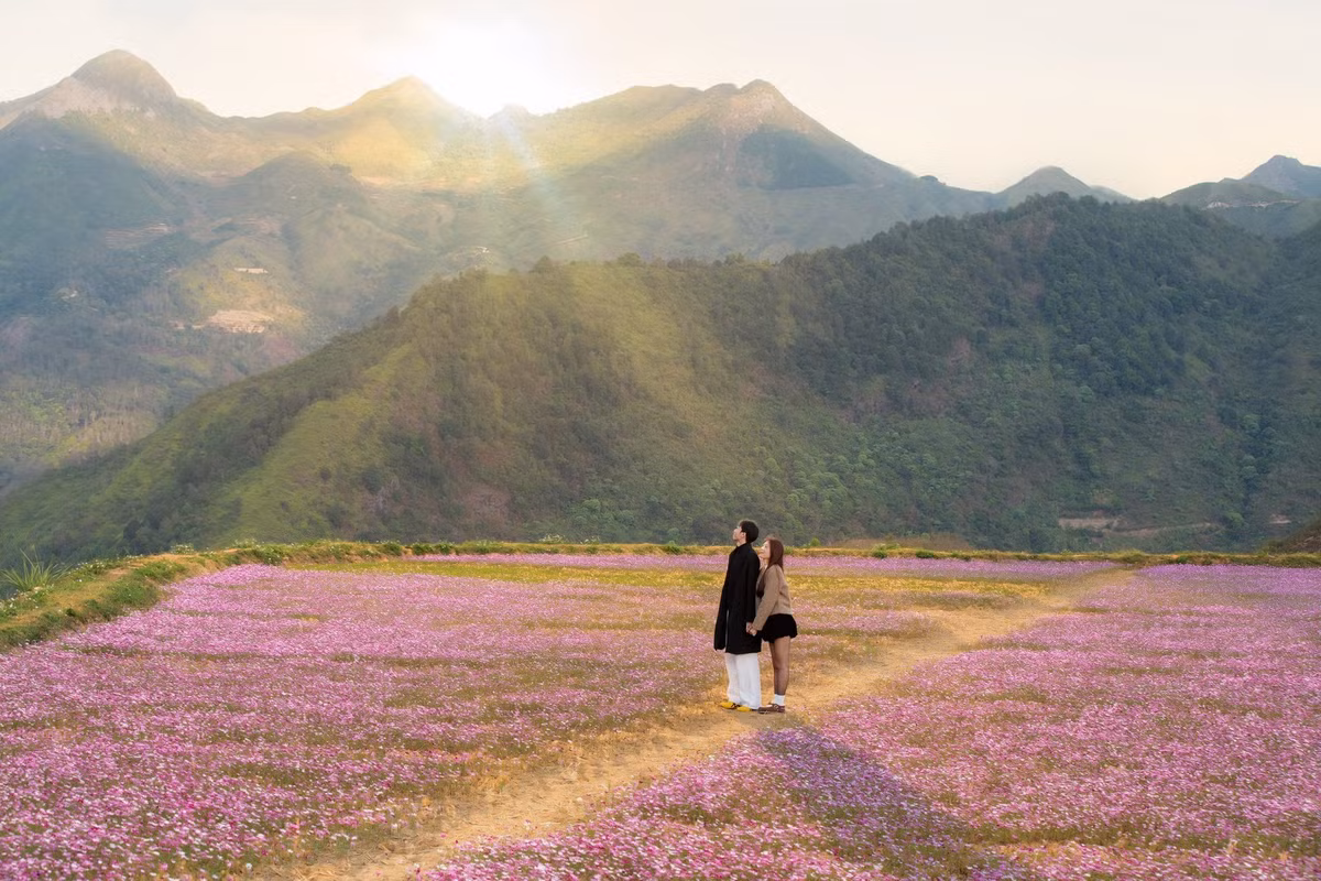 Nằm giữa không gian núi non hùng vĩ, đồi hoa cánh bướm ở Tà Xùa trải dài trên những triền đất thoai thoải, nơi các lối mòn uốn lượn chia cánh đồng hoa thành nhiều mảng màu tím hồng đan xen. Khi ánh nắng chiều buông xuống, từng tia nắng xuyên qua sườn núi, phủ lên thảm hoa một lớp ánh vàng dịu, tạo nên khung cảnh vừa nên thơ vừa hùng vĩ.