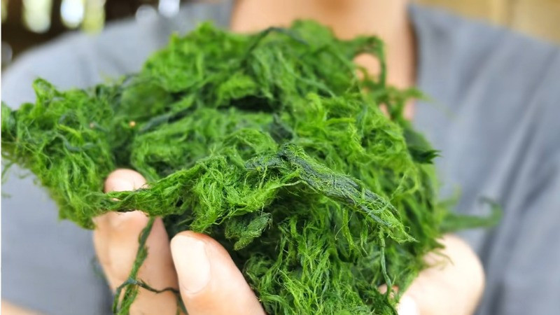 Một người dân tại Sơn La cho biết, chỉ những con suối sạch, nước chảy ổn định mới có rêu ngon. “Nhìn màu nước, nhìn đá là biết có lấy được rêu hay không”, người này chia sẻ. Ảnh BHX