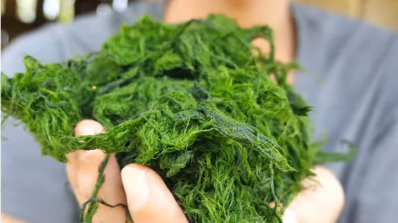 Một người dân tại Sơn La cho biết, chỉ những con suối sạch, nước chảy ổn định mới có rêu ngon. “Nhìn màu nước, nhìn đá là biết có lấy được rêu hay không”, người này chia sẻ. Ảnh BHX