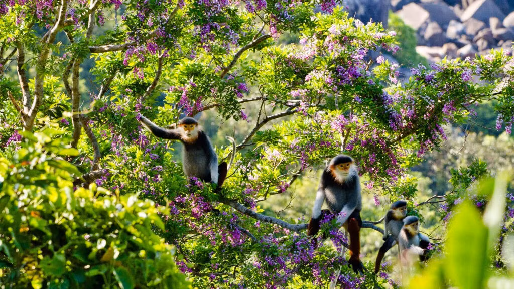 Khoảnh khắc bắt gặp những chú voọc thong thả chuyền cành giữa rừng xanh là trải nghiệm đặc biệt, khiến nhiều du khách ví nơi đây như “vương quốc của thiên nhiên hoang dã”. Ảnh danangfantasticity