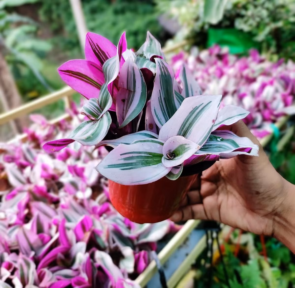 Khi chăm sóc, người trồng cần tránh để cây bị úng nước. Thông thường chỉ nên tưới khi lớp đất mặt đã khô khoảng 2–3 cm và đảm bảo chậu có khả năng thoát nước tốt. Ngoài ra, cây cũng rất dễ nhân giống bằng cách cắt một đoạn thân dài khoảng 9–12 cm tại vị trí mắt lá rồi cắm vào đất ẩm hoặc nước, sau vài tuần cây có thể bắt đầu ra rễ. Ảnh amazon