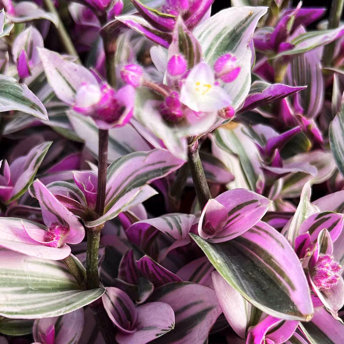 Điểm nổi bật của cây nằm ở màu sắc lá loang tự nhiên, kết hợp nhiều gam như hồng nhạt, tím lavender, xanh xám và xanh lá đậm, tạo cảm giác giống như những lớp sơn dầu được vẽ chồng lên nhau. Ảnh thenextgardener