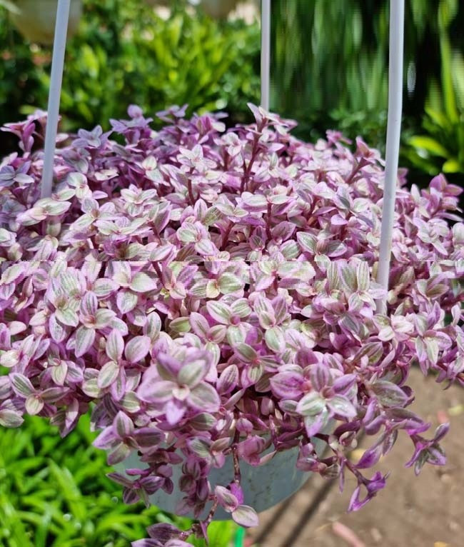 Những năm gần đây, thài lài hồng trở thành một trong những loại cây cảnh được nhiều người lựa chọn để trang trí ban công, cửa sổ hay góc làm việc trong các căn hộ đô thị. Chỉ cần vài chậu đặt dọc lan can, những cành cây rủ nhẹ cùng mảng lá nhiều màu đã đủ tạo điểm nhấn sinh động giữa không gian bê tông. Ảnh trucvufarm