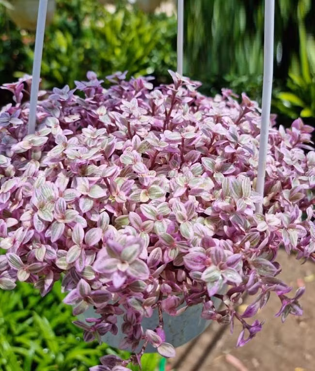 Những năm gần đây, thài lài hồng trở thành một trong những loại cây cảnh được nhiều người lựa chọn để trang trí ban công, cửa sổ hay góc làm việc trong các căn hộ đô thị. Chỉ cần vài chậu đặt dọc lan can, những cành cây rủ nhẹ cùng mảng lá nhiều màu đã đủ tạo điểm nhấn sinh động giữa không gian bê tông. Ảnh trucvufarm