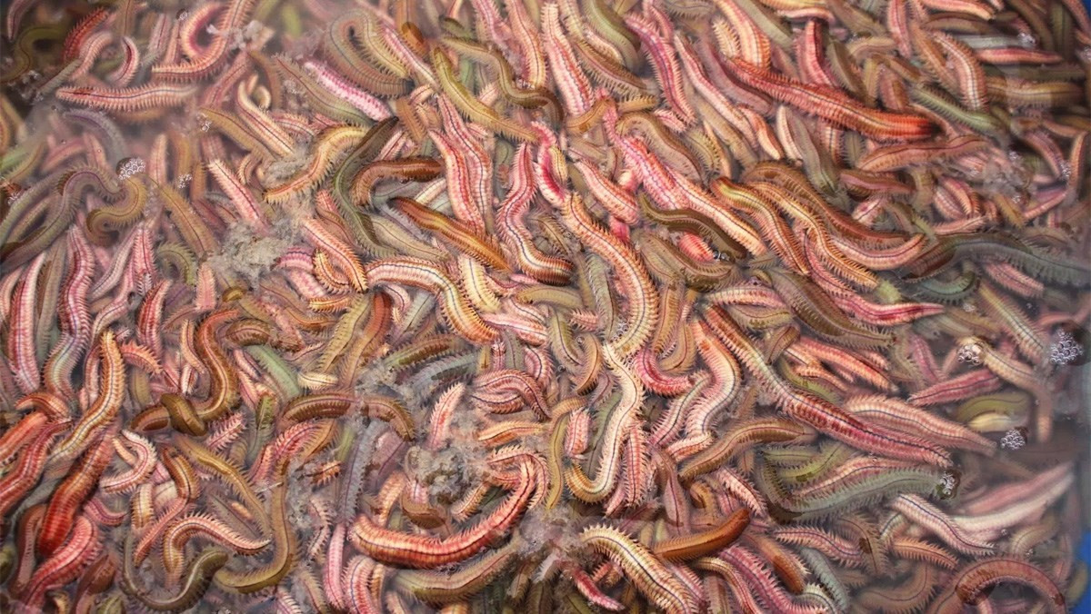 Không ít du khách lần đầu chứng kiến cảnh này đều tỏ ra e dè. Hình dạng mềm, nhiều đốt, chuyển động liên hồi khiến rươi trở thành món ăn “kén người nhìn”.