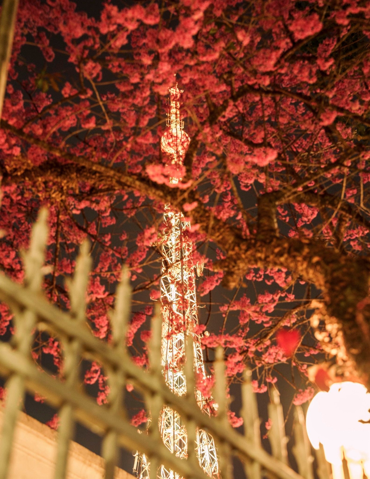 Sự kết hợp giữa ánh đèn vàng của tháp và sắc hồng của mai anh đào đã nhanh chóng tạo nên “tọa độ sống ảo” mới. Nhiều bạn trẻ chọn các góc chụp thấp, đưa tháp lọt thỏm giữa tán hoa hoặc đặt công trình làm trục trung tâm khung hình để tạo hiệu ứng thị giác giống một “tháp Eiffel phiên bản Đà Lạt”.