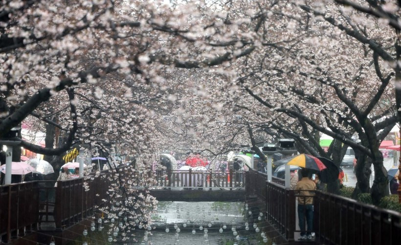 Lễ hội Gunhangje được tổ chức hằng năm không chỉ là dịp ngắm hoa mà còn mang đậm dấu ấn lịch sử, văn hóa, thu hút lượng lớn du khách trong và ngoài nước. Ảnh TTXVN