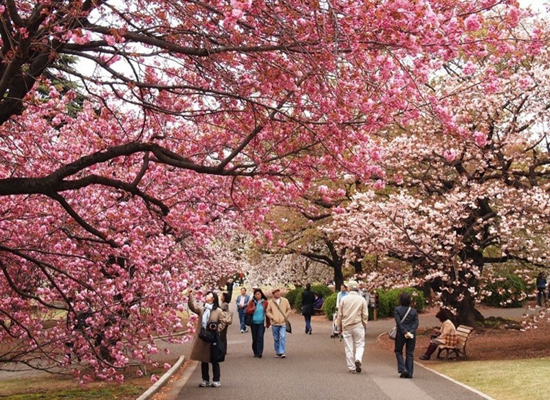 Ngay giữa thủ đô Seoul nhộn nhịp, mùa xuân vẫn có cho mình những khoảng lặng rất riêng tại Yeouido. Dọc theo bờ sông Hàn, hàng nghìn cây anh đào đồng loạt bung nở, tạo thành những con đường hoa lãng mạn bậc nhất xứ kim chi. Ảnh datviettour