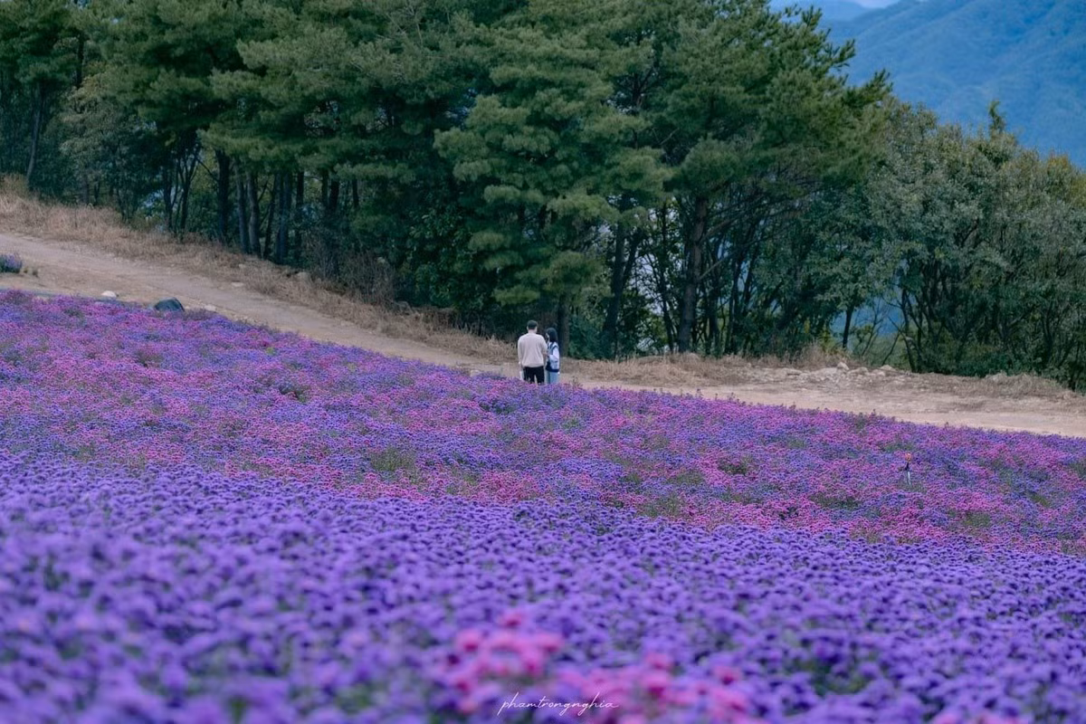 Mỗi cách đi đều có trải nghiệm riêng, nhưng dù chọn tour hay tự túc, điểm chung là Gamaksan luôn khiến người ta mê mẩn bởi vẻ đẹp thơ mộng và hiền hòa. Khi ánh nắng chiều buông xuống, cả triền núi tím như tan trong ánh hoàng hôn – một khoảnh khắc khiến bất kỳ ai cũng muốn dừng lại thật lâu, để giữ trọn sắc thu nơi xứ sở kim chi. Ảnh Pham Trong Nghĩa