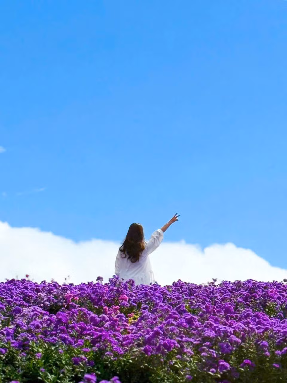 Ngược lại, những ai thích tự do khám phá có thể chọn đi tự túc bằng tàu hoặc xe bus đến Geochang, rồi thuê xe di chuyển lên núi. Tuy nhiên, cần lưu ý đường lên Gamaksan có nhiều dốc và khúc cua, nên hãy chuẩn bị sức khỏe và trang phục trekking phù hợp. Ảnh Global