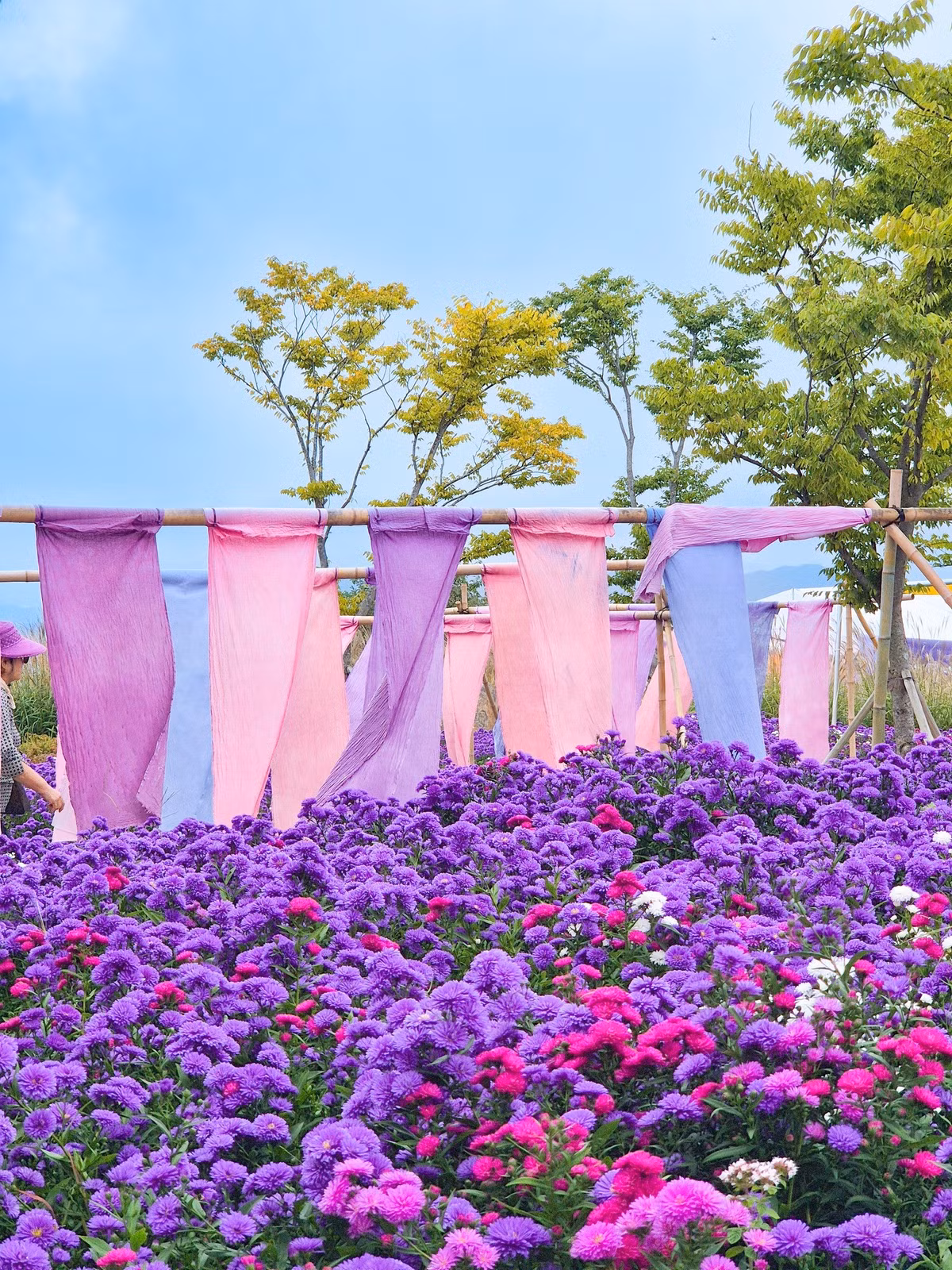 Đây cũng là địa điểm yêu thích của các nhiếp ảnh gia, nơi họ “săn” được những bức ảnh mùa thu mang sắc tím hiếm thấy. Ảnh Global