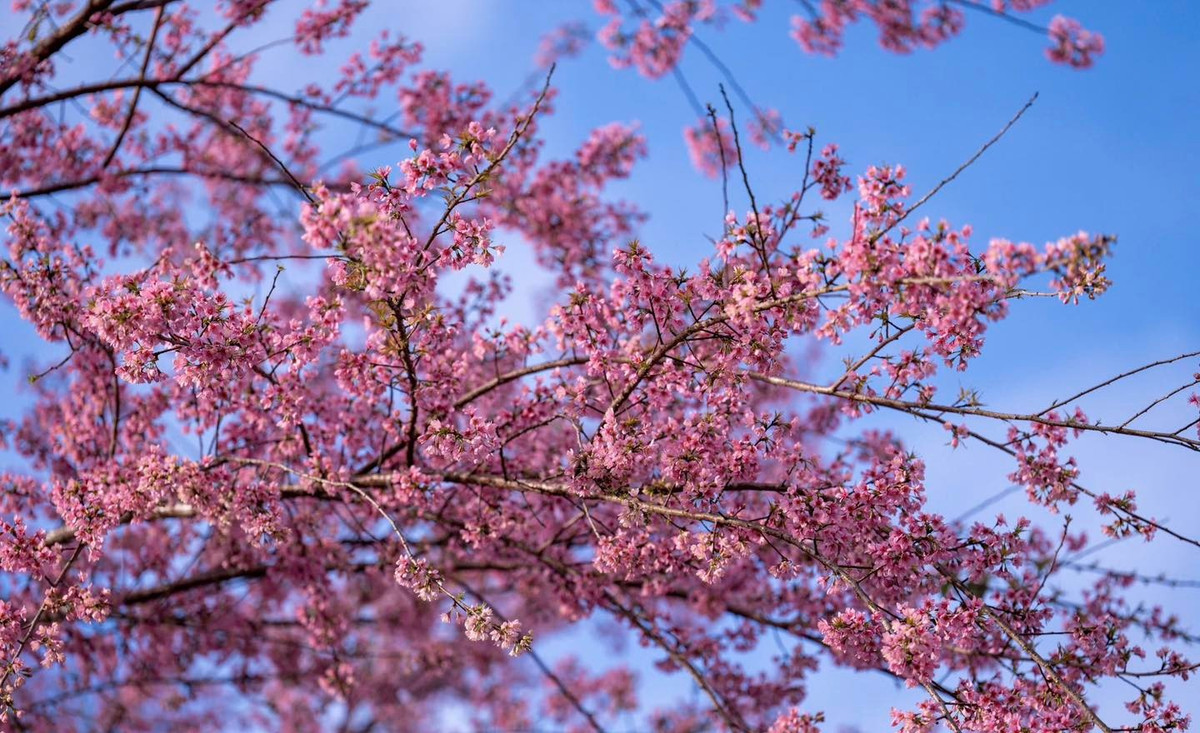 Dịp Tết Nguyên đán Bính Ngọ 2026, nơi đây càng thêm rộn ràng với chuỗi hoạt động đặc sắc. Từ mùng 2 đến mùng 6 Tết, các chương trình nghệ thuật xuyên Tết diễn ra liên tục, mang đến không khí tươi vui cho du khách và người dân địa phương. Ảnh Du lịch Măng Đen
