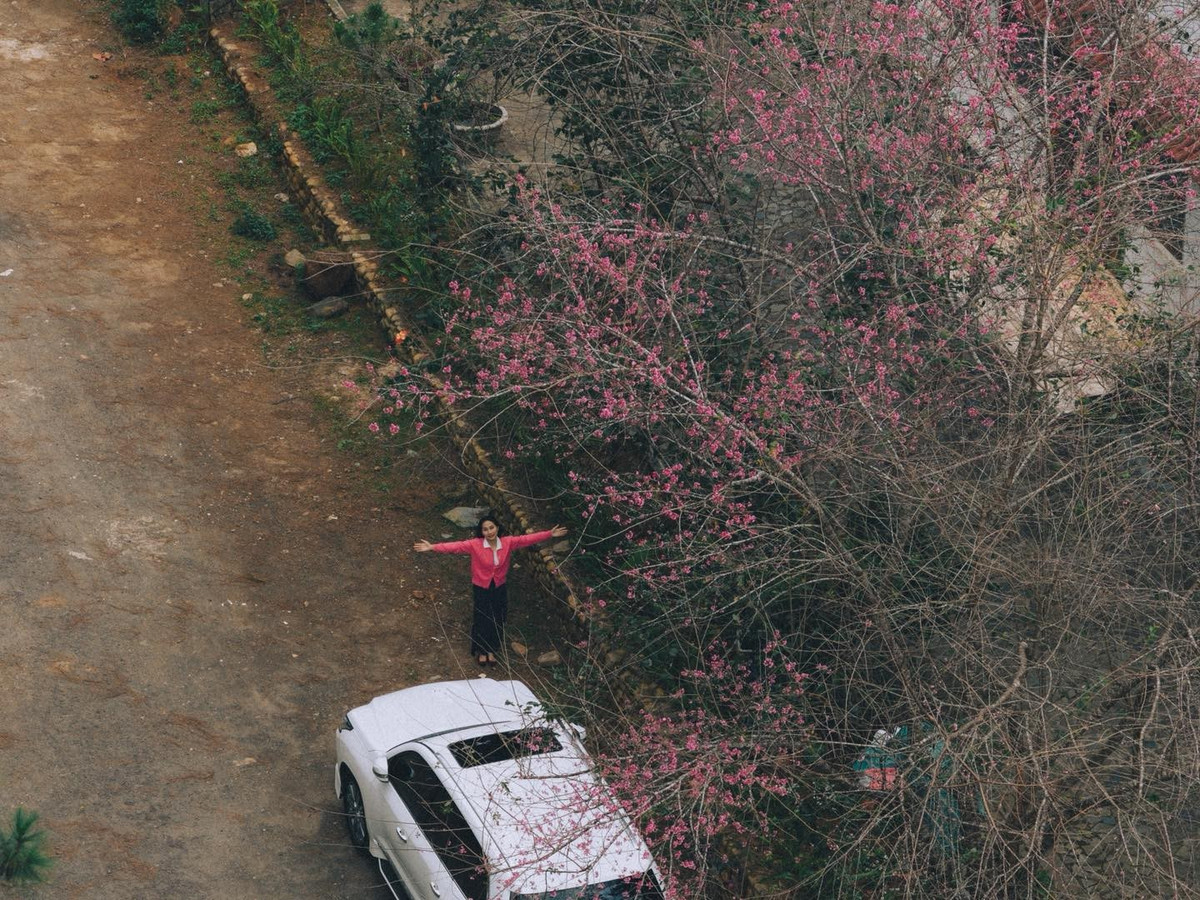 Những ngày đầu năm mới, Măng Đen khoác lên mình tấm áo xuân dịu dàng với tiết trời se lạnh đặc trưng của cao nguyên và sắc hồng mai anh đào bung nở khắp triền đồi, ven hồ, bên những cung đường rợp bóng thông. Ảnh Du lịch Măng Đen