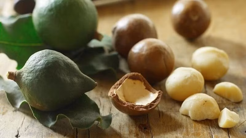 Theo ghi nhận trên thị trường quốc tế, mắc ca nhập khẩu từ Mỹ có thể đạt giá khoảng 1,3 triệu đồng/kg. Trong khi đó tại Việt Nam, mắc ca sau sơ chế thường được bán từ 180.000 – 300.000 đồng/kg, tùy chất lượng và cách chế biến. Ảnh Interrnet