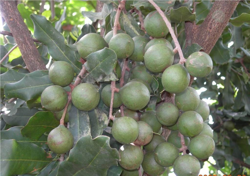 Mắc ca từ lâu được xếp vào nhóm các loại hạt cao cấp trên thị trường thế giới. Với vị béo ngậy, thơm nhẹ và giàu dưỡng chất, loại hạt này ngày càng được người tiêu dùng ưa chuộng, không chỉ để ăn vặt mà còn dùng làm quà biếu. Ảnh Interrnet