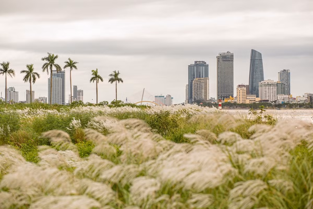 Khoảng từ đầu tháng 11, những đồng cỏ lau ở Đà Nẵng đồng loạt vào mùa, lan rộng khắp các bãi đất trống, rìa sông và ven biển. Lau nở trắng xóa, bồng bềnh theo từng đợt gió khiến khung cảnh trở nên thơ mộng khác lạ. Ảnh Nguyễn Quốc Đạt