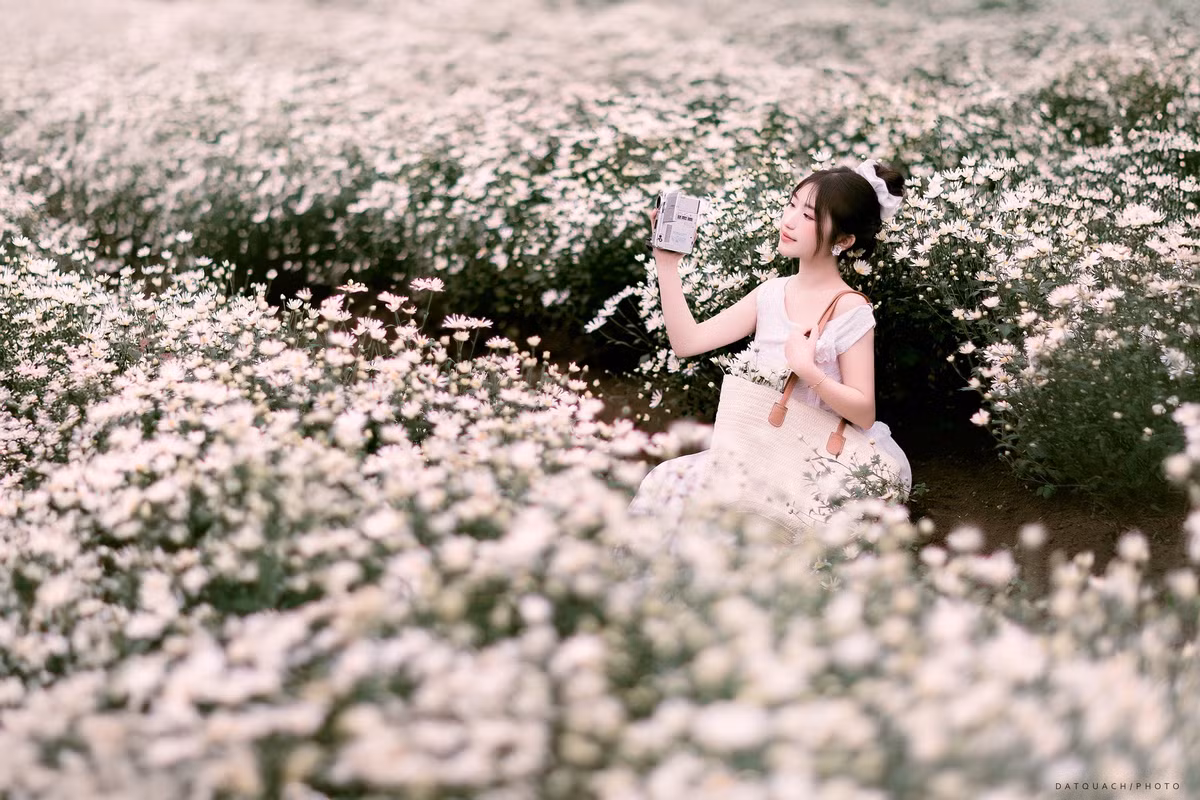 Cao nguyên Mộc Châu nằm ở độ cao hơn 1.050 m, khí hậu quanh năm mát lạnh, đặc biệt tháng 12 có nắng nhẹ và độ ẩm cao – điều kiện lý tưởng để cúc họa mi bung nở. Giữa bạt ngàn rừng thông, đồi chè và những bản làng nép mình dưới thung lũng, các vườn cúc họa mi được trồng tại một số khu vườn tư đã nhanh chóng trở thành tọa độ “check-in” mới. Ảnh Đặng Hữu Tiến